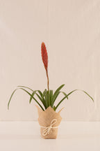 Vriesea Polemaniana
