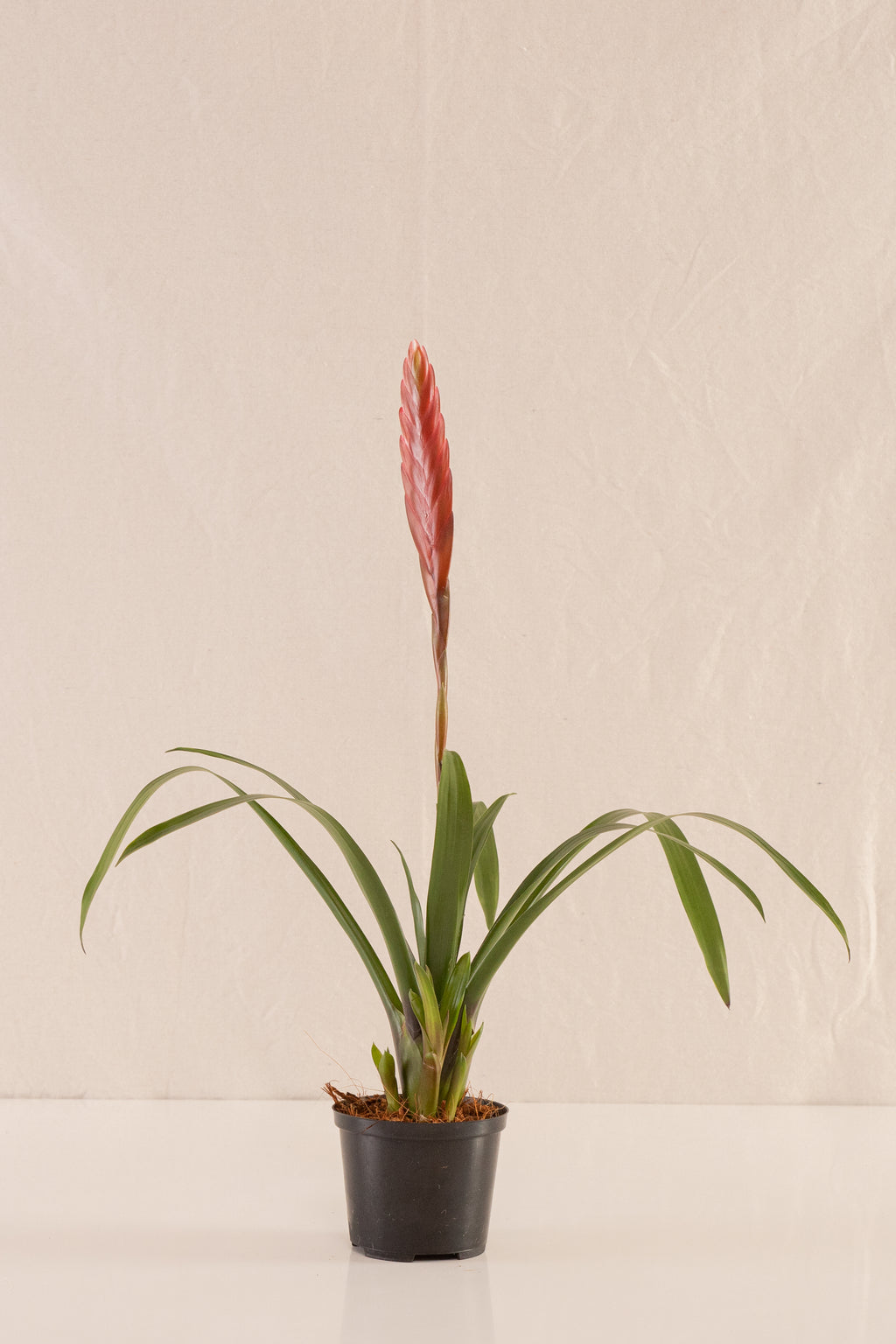 Vriesea Polemaniana