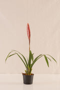 Vriesea Polemaniana