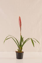 Vriesea Polemaniana