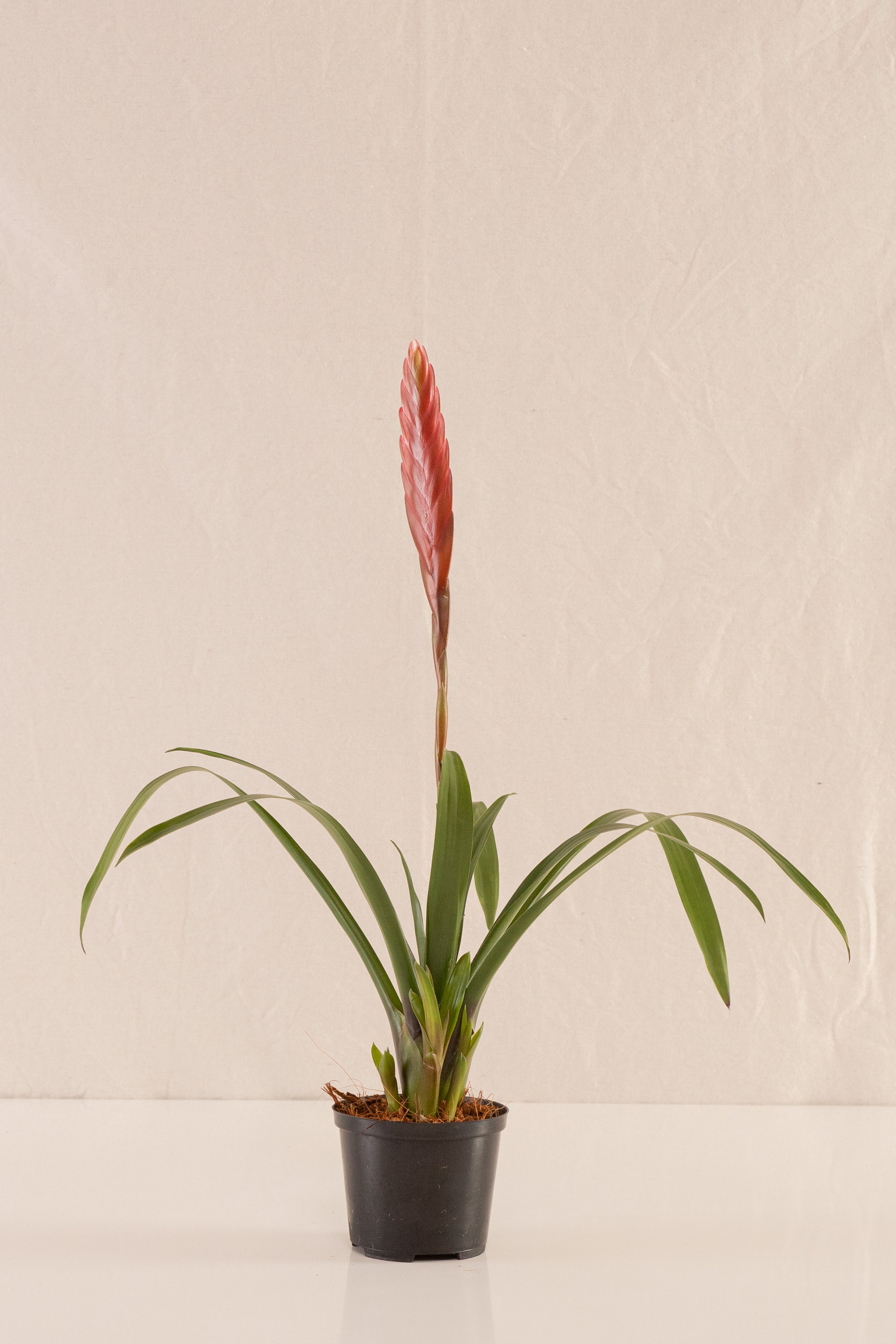 Vriesea Polemaniana