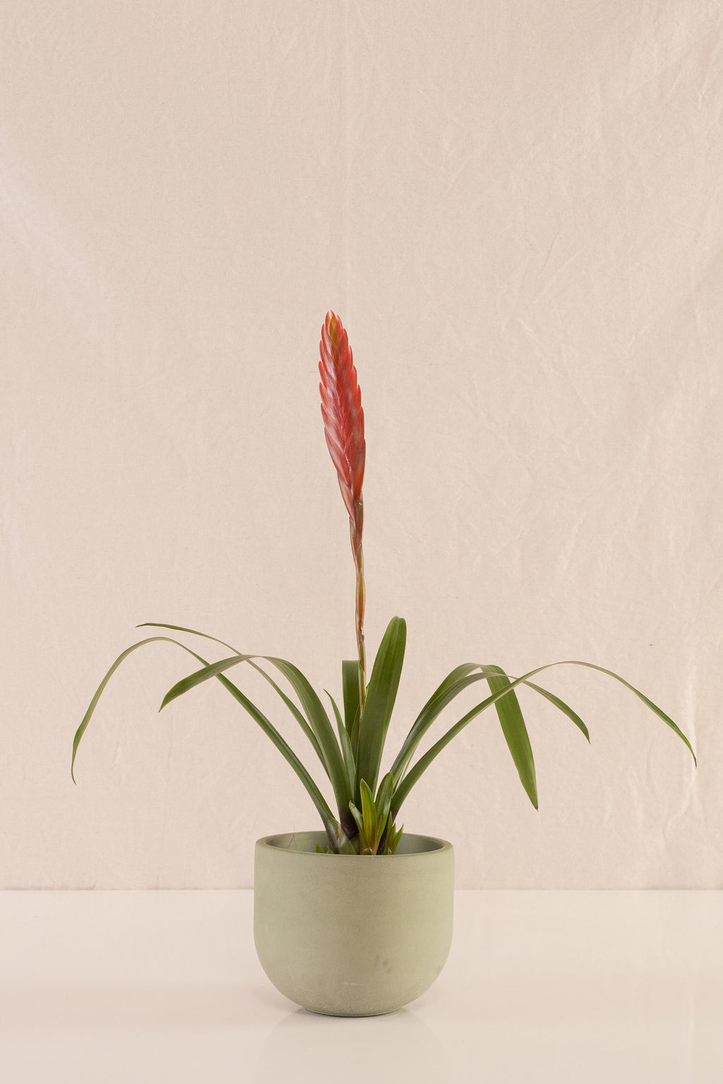 Vriesea Polemaniana
