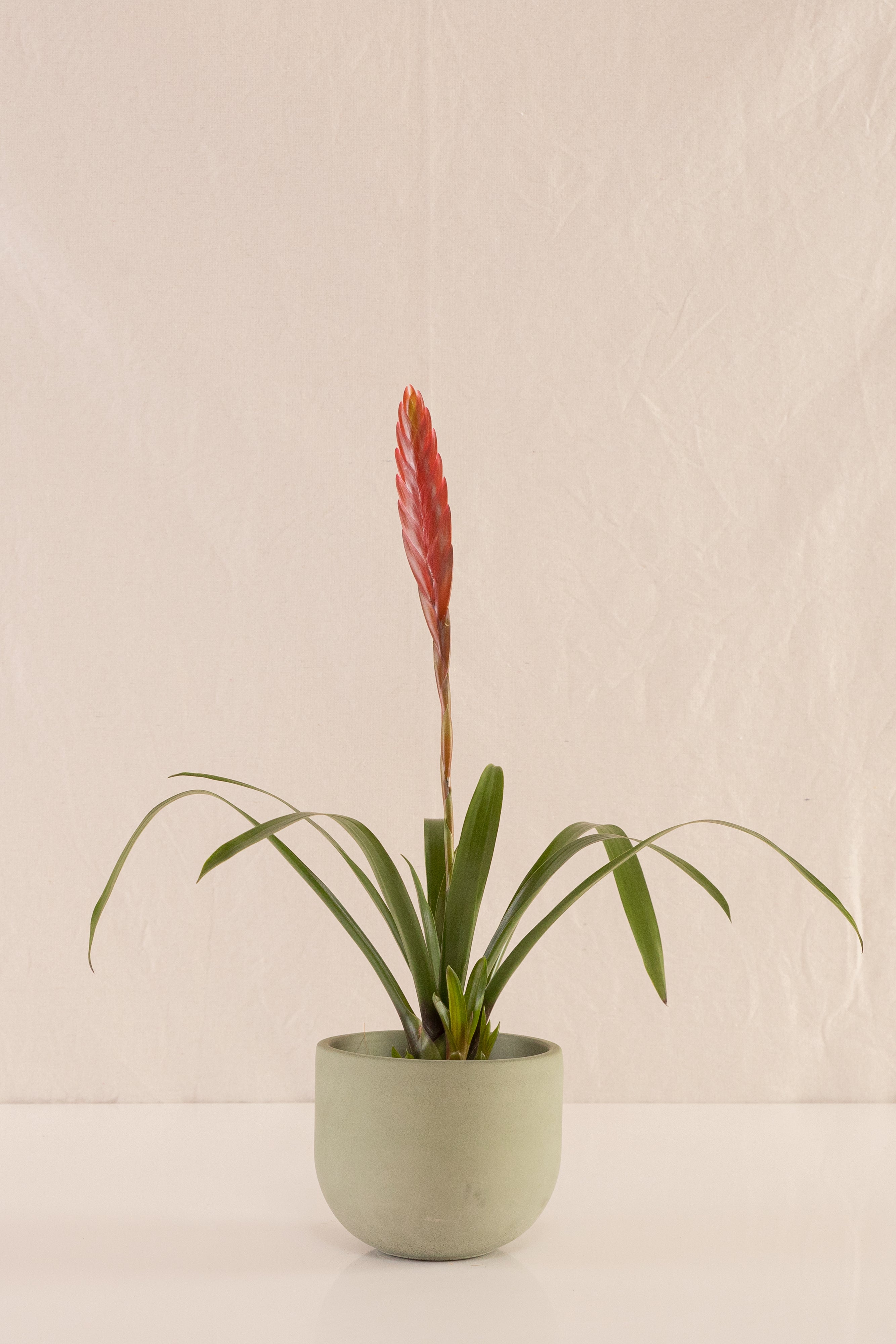 Vriesea Polemaniana