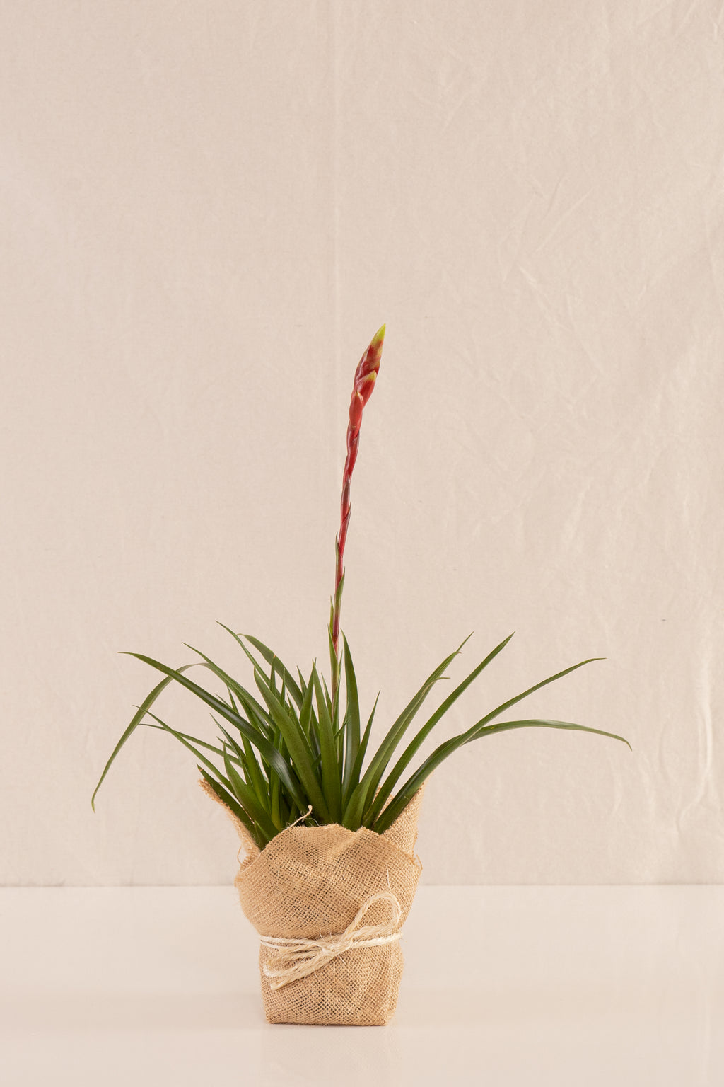 Vriesea Primavera