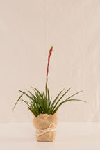 Vriesea Primavera