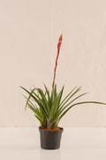 Vriesea Primavera