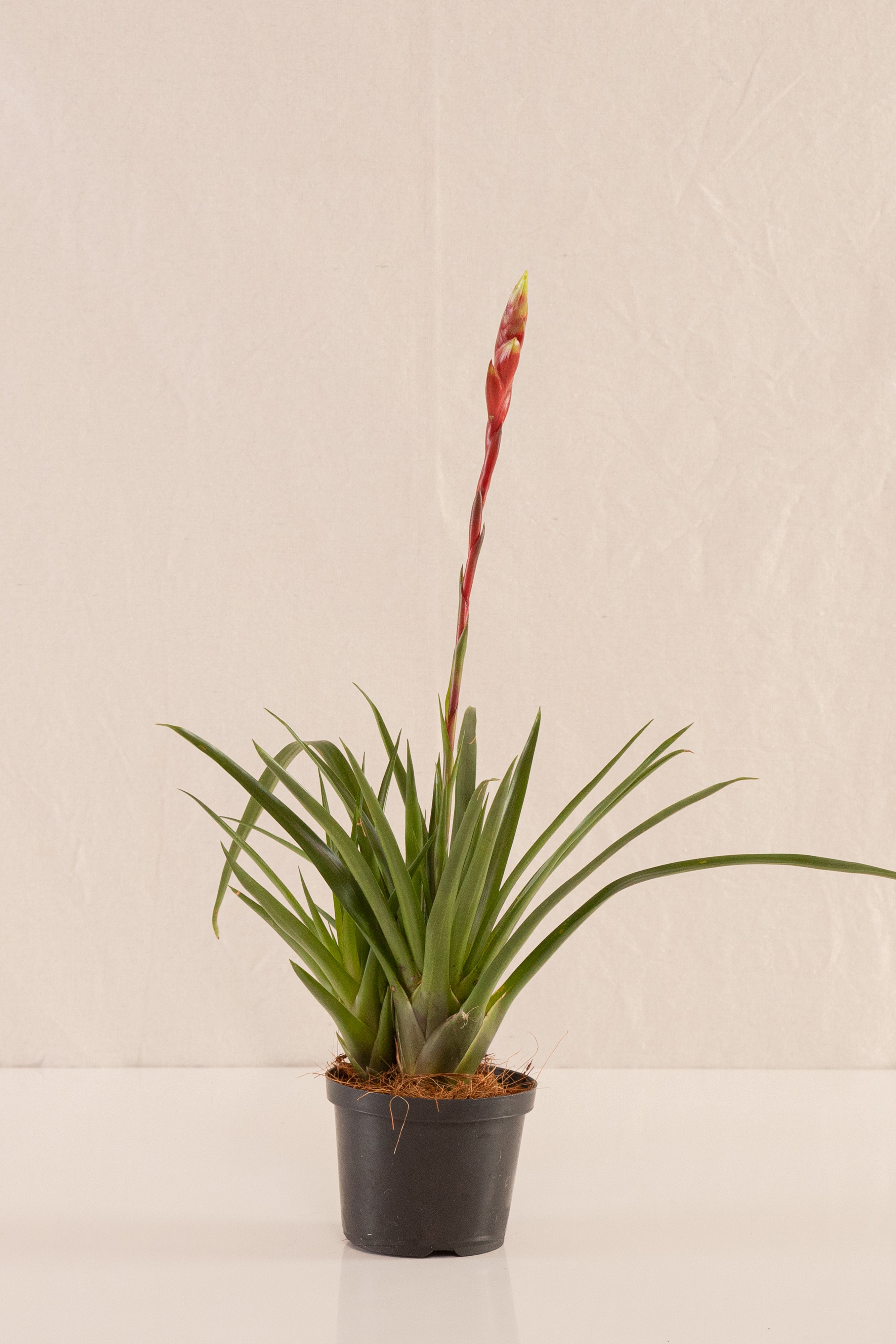 Vriesea Primavera