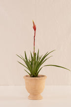 Copa de Concreto con Acabado de Barro 12cms de Diámetro