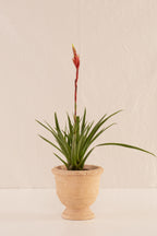 Vriesea Primavera