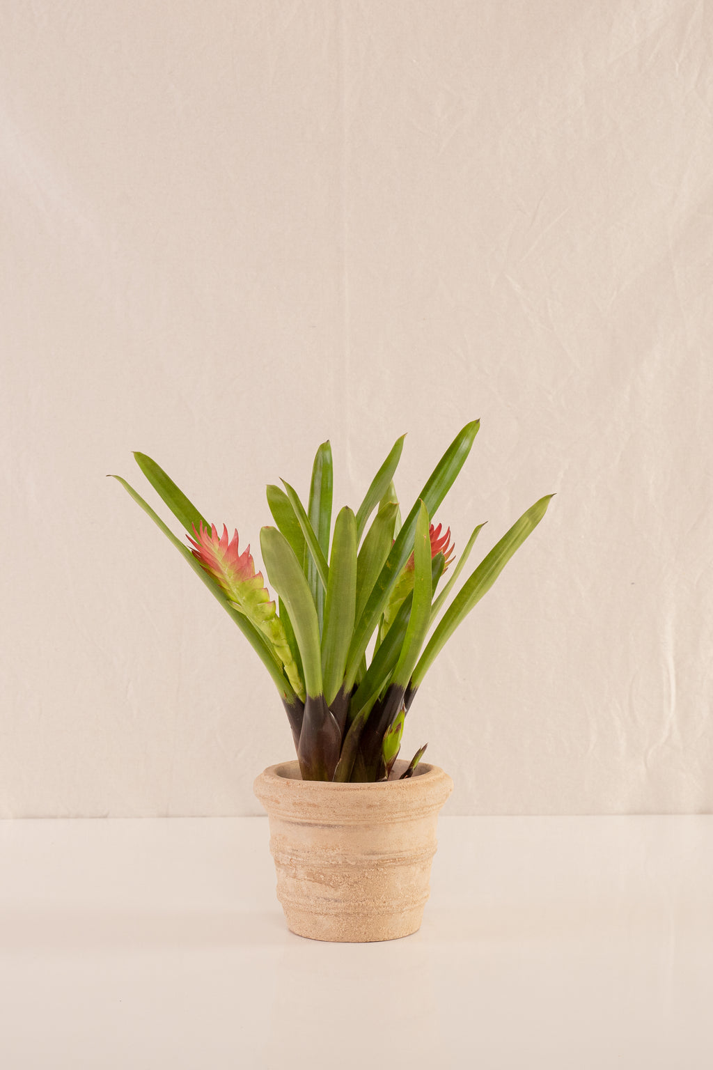 Matero Pequeño con Borde 12cms de Diámetro