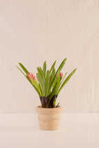 Matero Pequeño con Borde 12cms de Diámetro