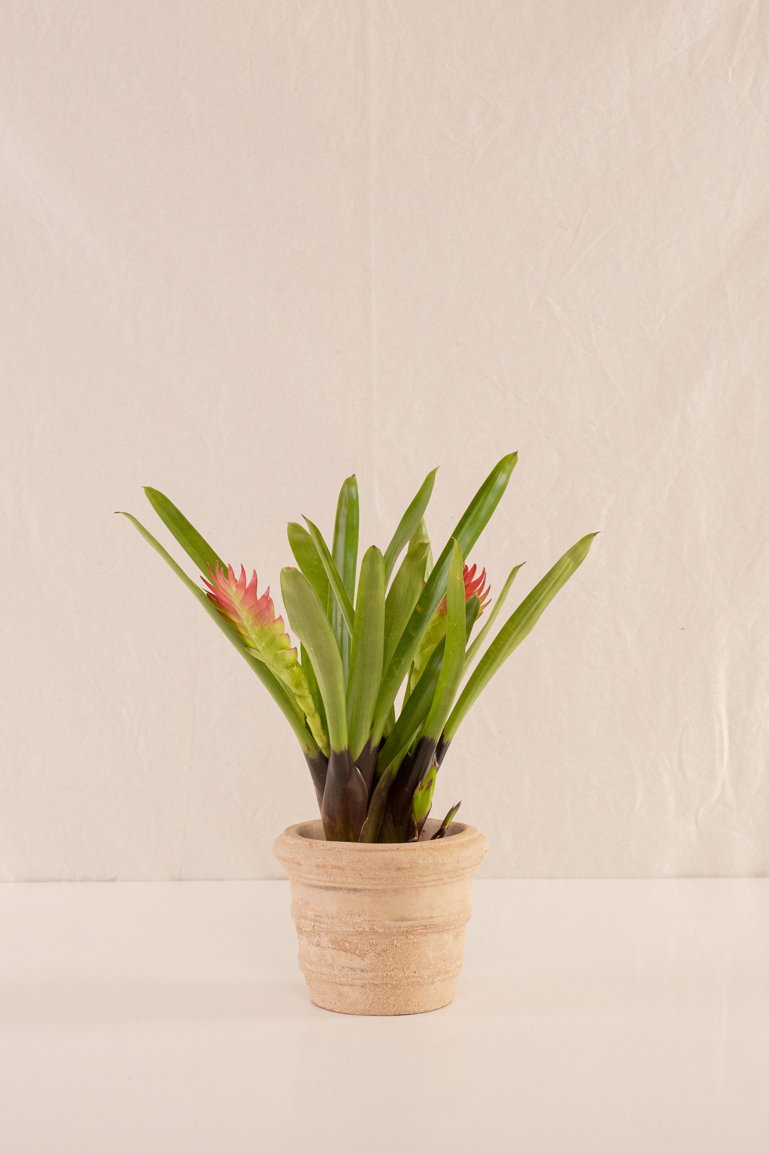 Matero Pequeño con Borde 12cms de Diámetro