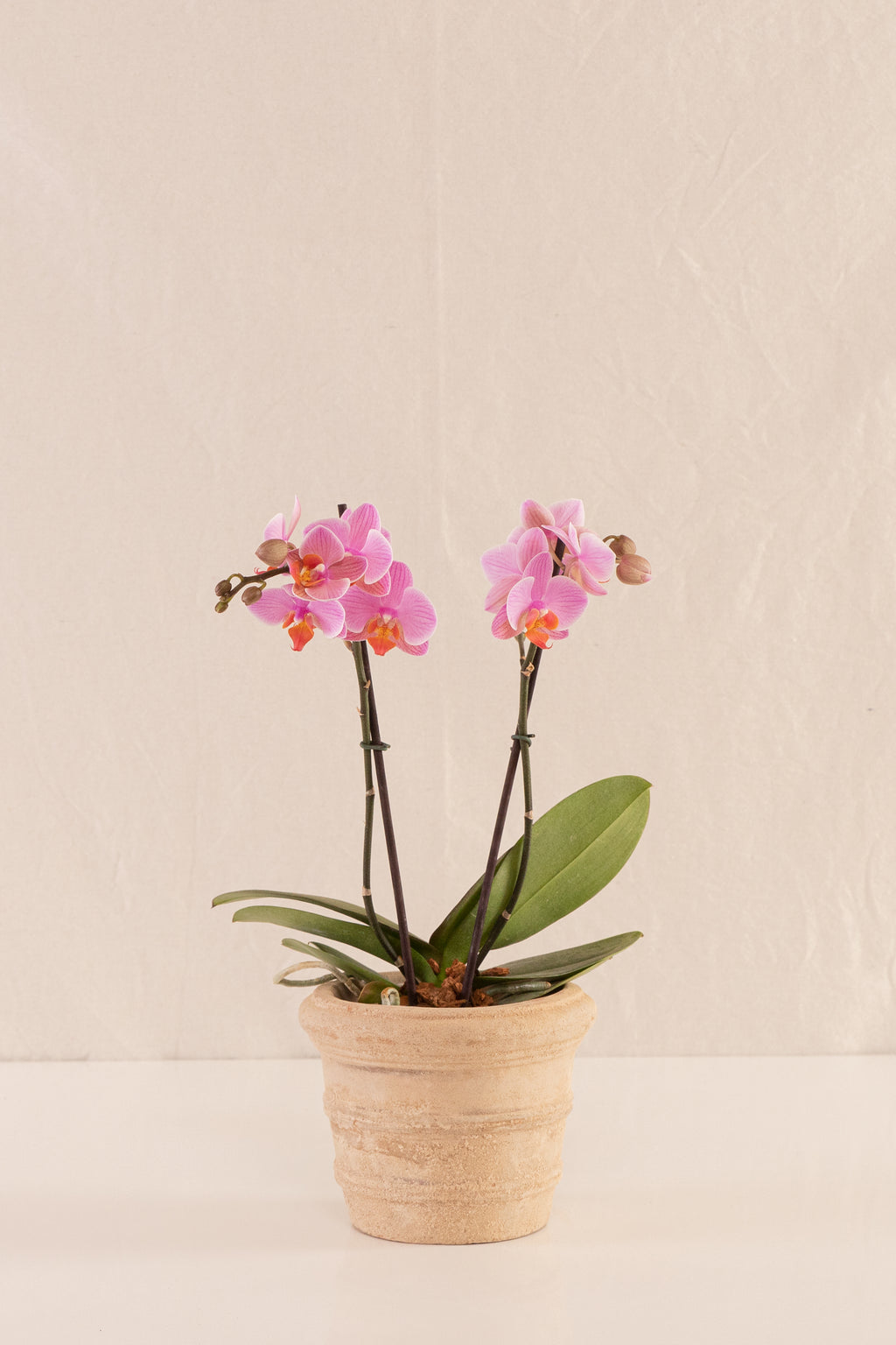 Matero Pequeño con Borde 12cms de Diámetro