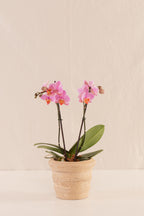 Matero Pequeño con Borde 12cms de Diámetro