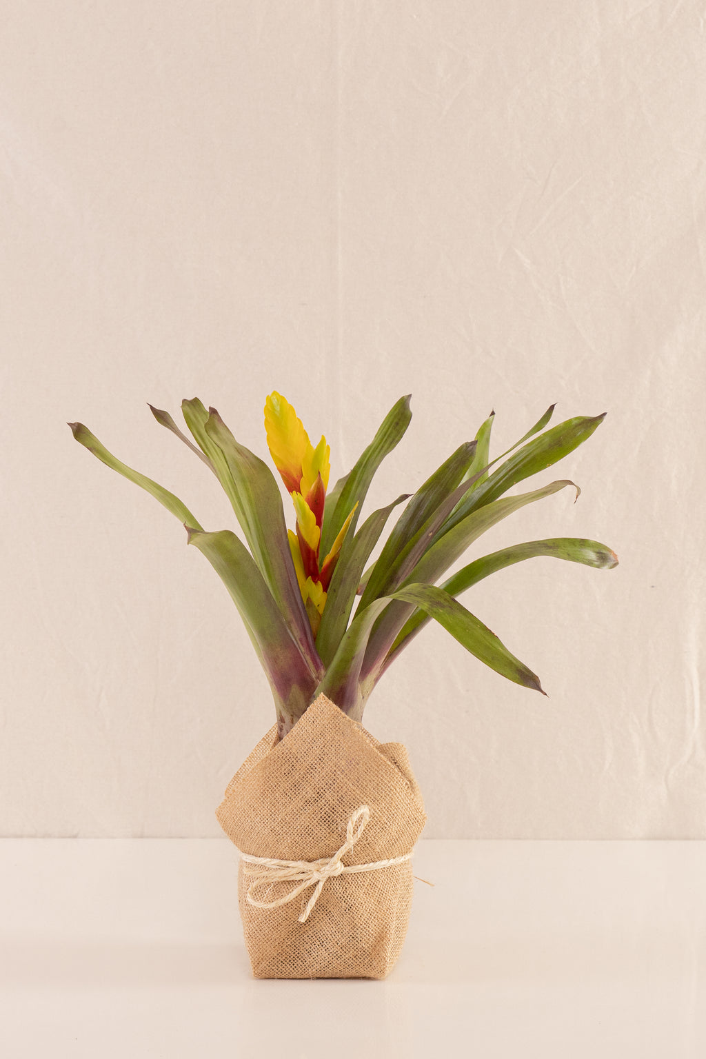 Vriesea Duvaliana