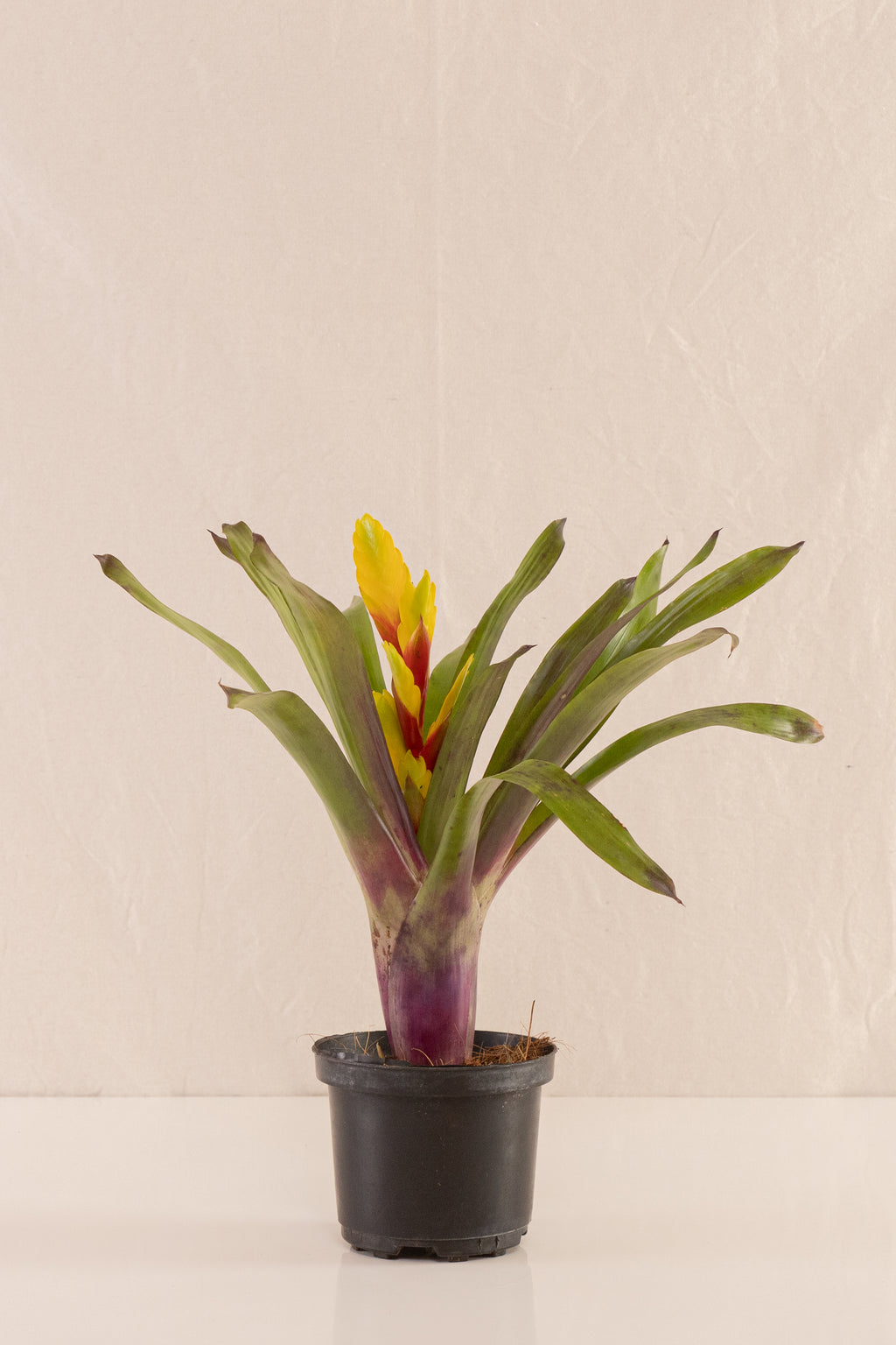 Vriesea Duvaliana