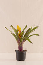 Vriesea Duvaliana
