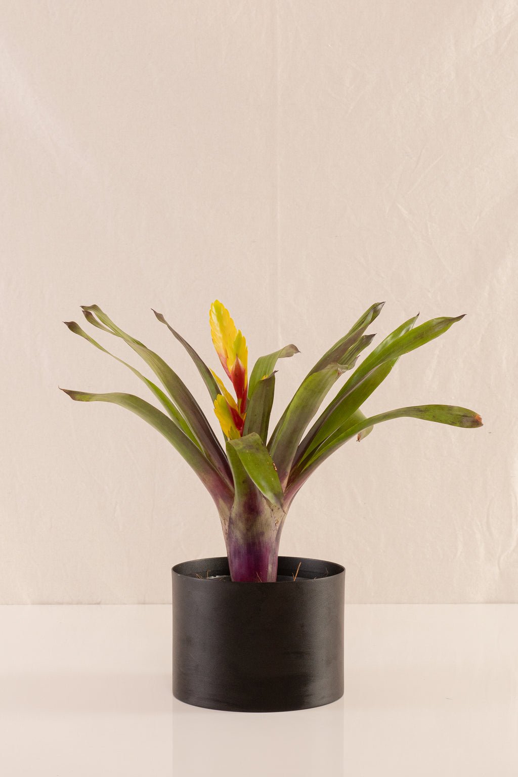 Vriesea Duvaliana