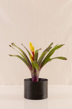 Vriesea Duvaliana