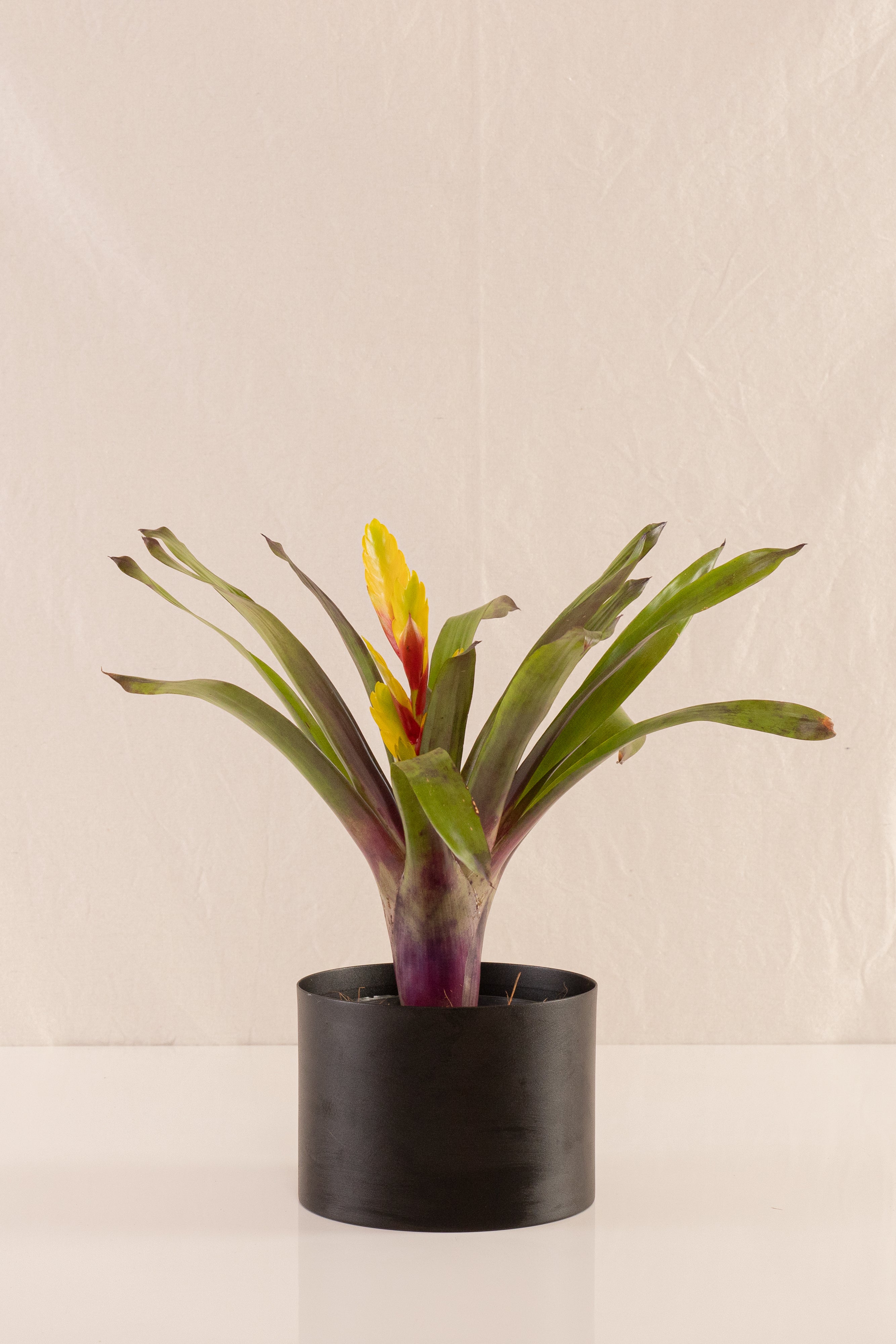 Vriesea Duvaliana
