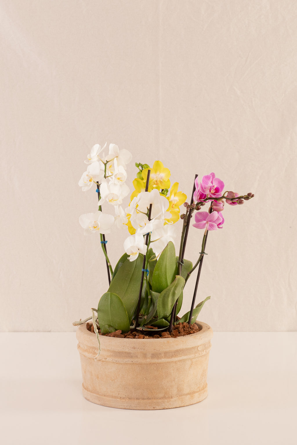 Combo 3 Phalaenopsis Medianas Multiflora + Vasija Mediana de Concreto con Acabado de Barro