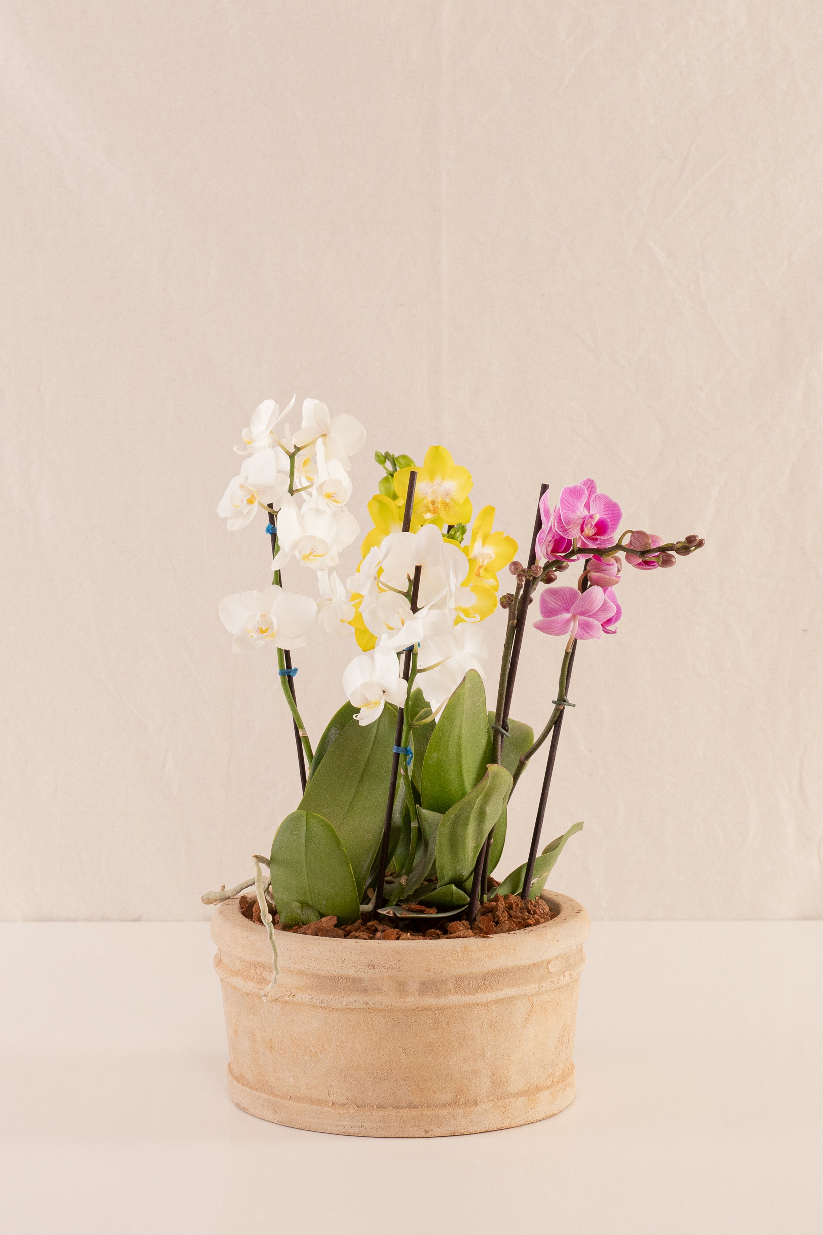 Combo 3 Phalaenopsis Medianas Multiflora + Vasija Mediana de Concreto con Acabado de Barro