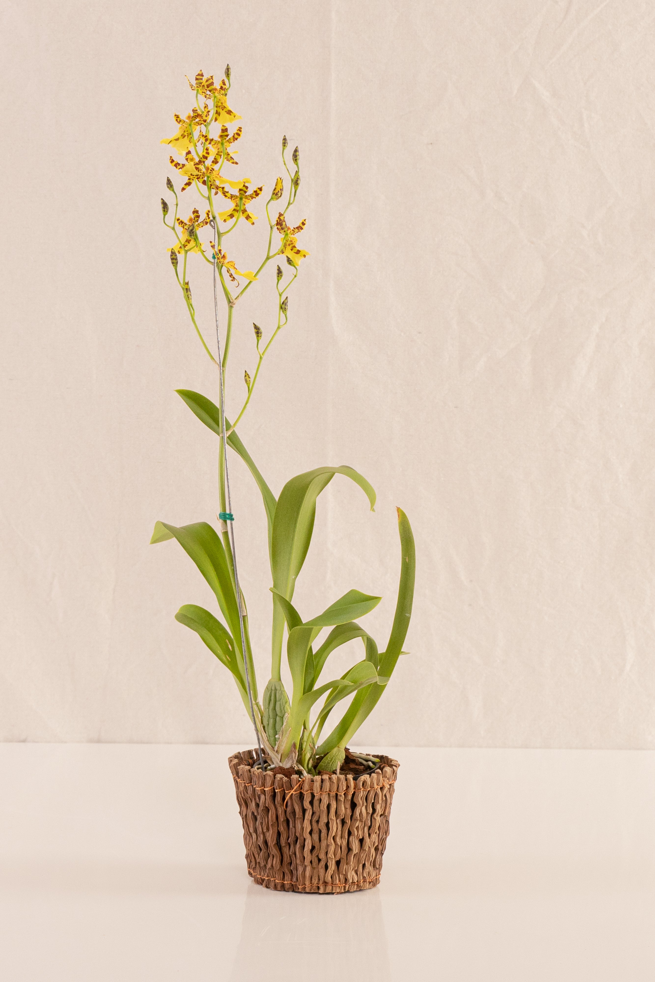 Matero Mini de Palma 10cms de Diámetro