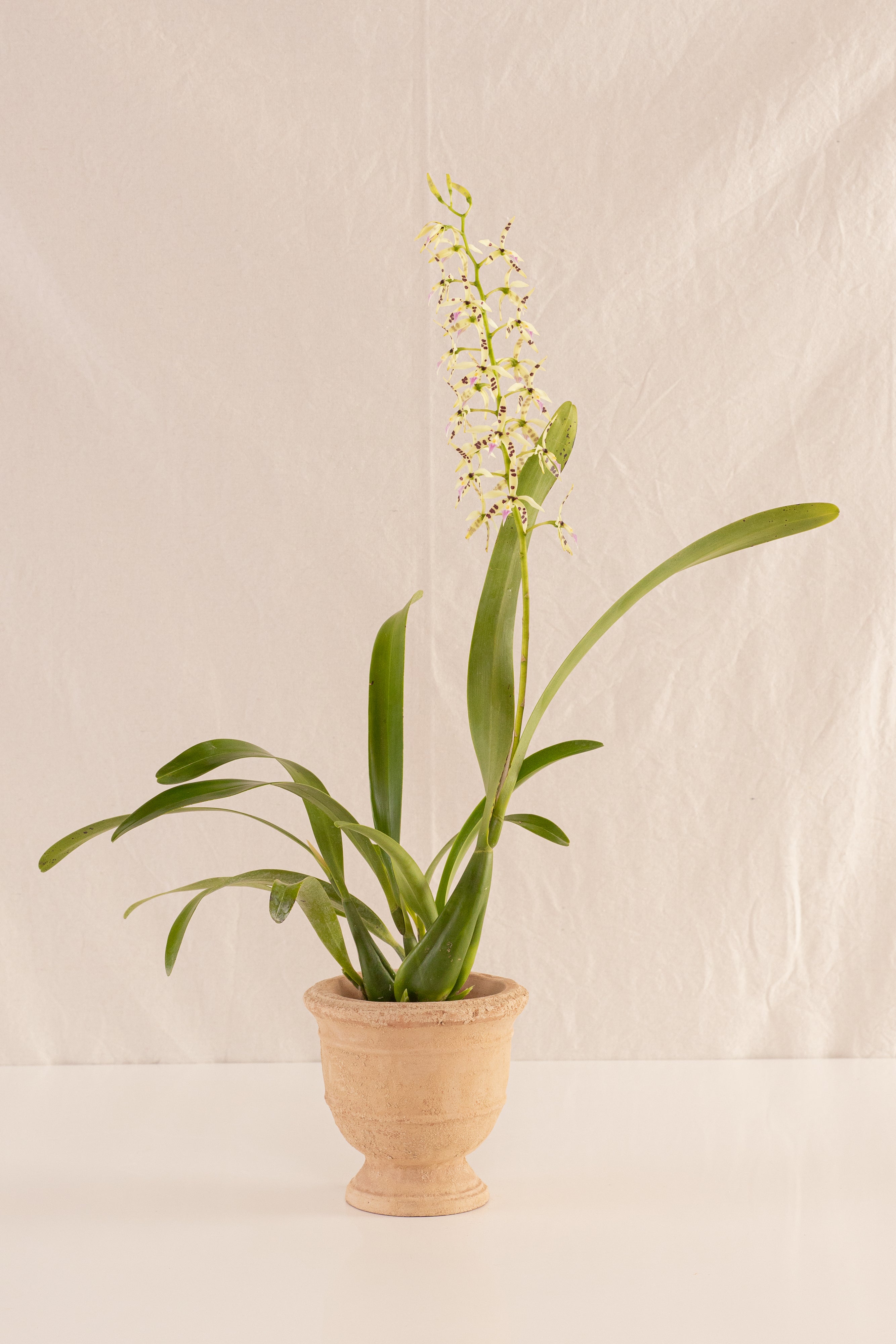 Copa de Concreto con Acabado de Barro 12cms de Diámetro