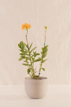 Matero Bowl Concreto Gris