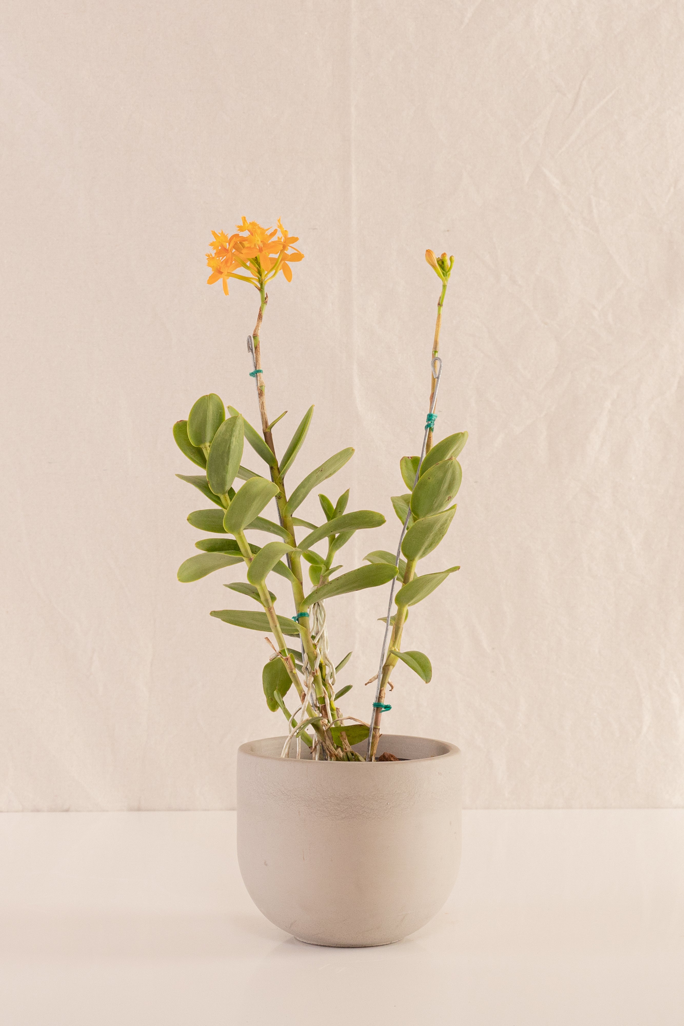 Matero Bowl Concreto Gris