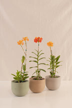 Matero Bowl Concreto Gris