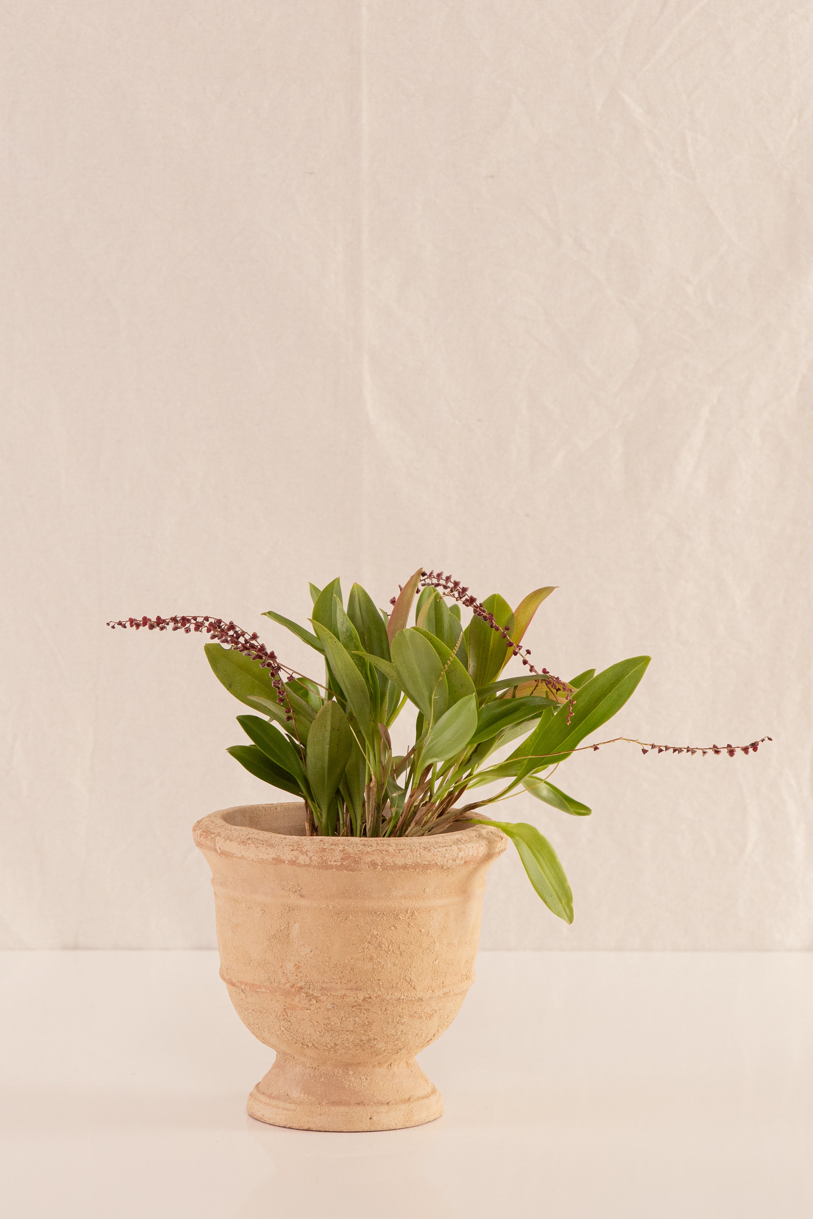 Copa de Concreto con Acabado de Barro 12cms de Diámetro