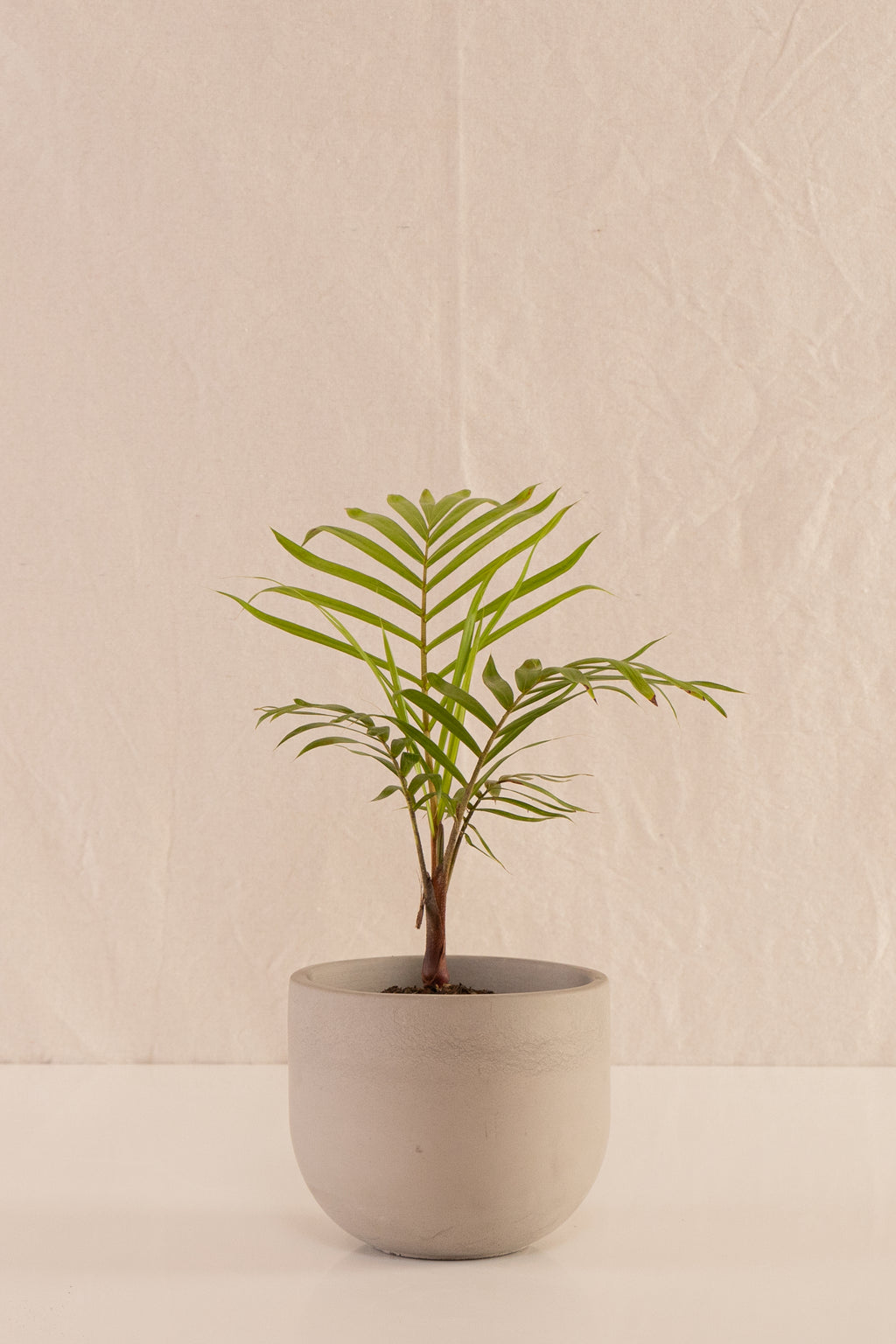 Matero Bowl Concreto Gris