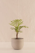 Matero Bowl Concreto Gris