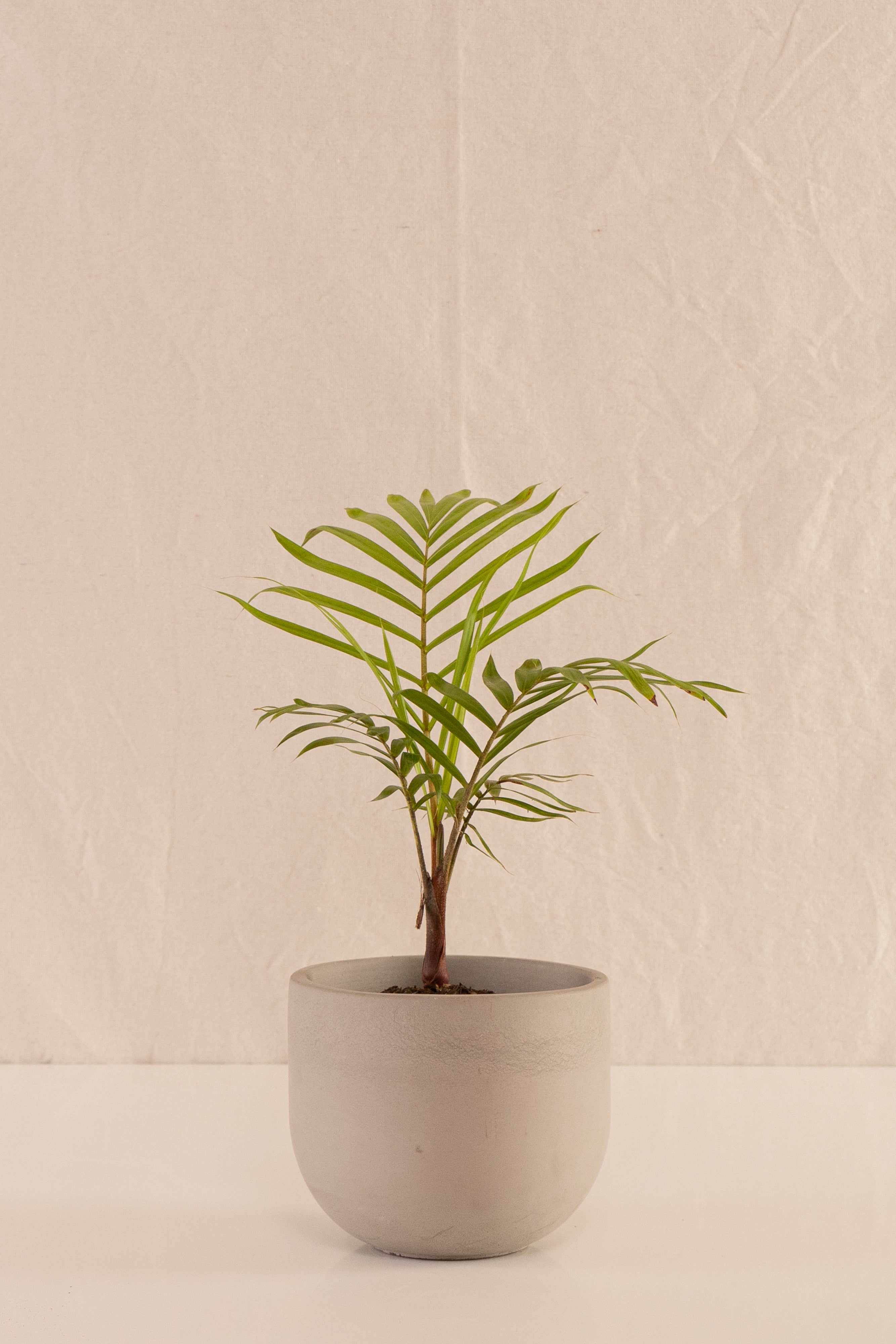 Matero Bowl Concreto Gris