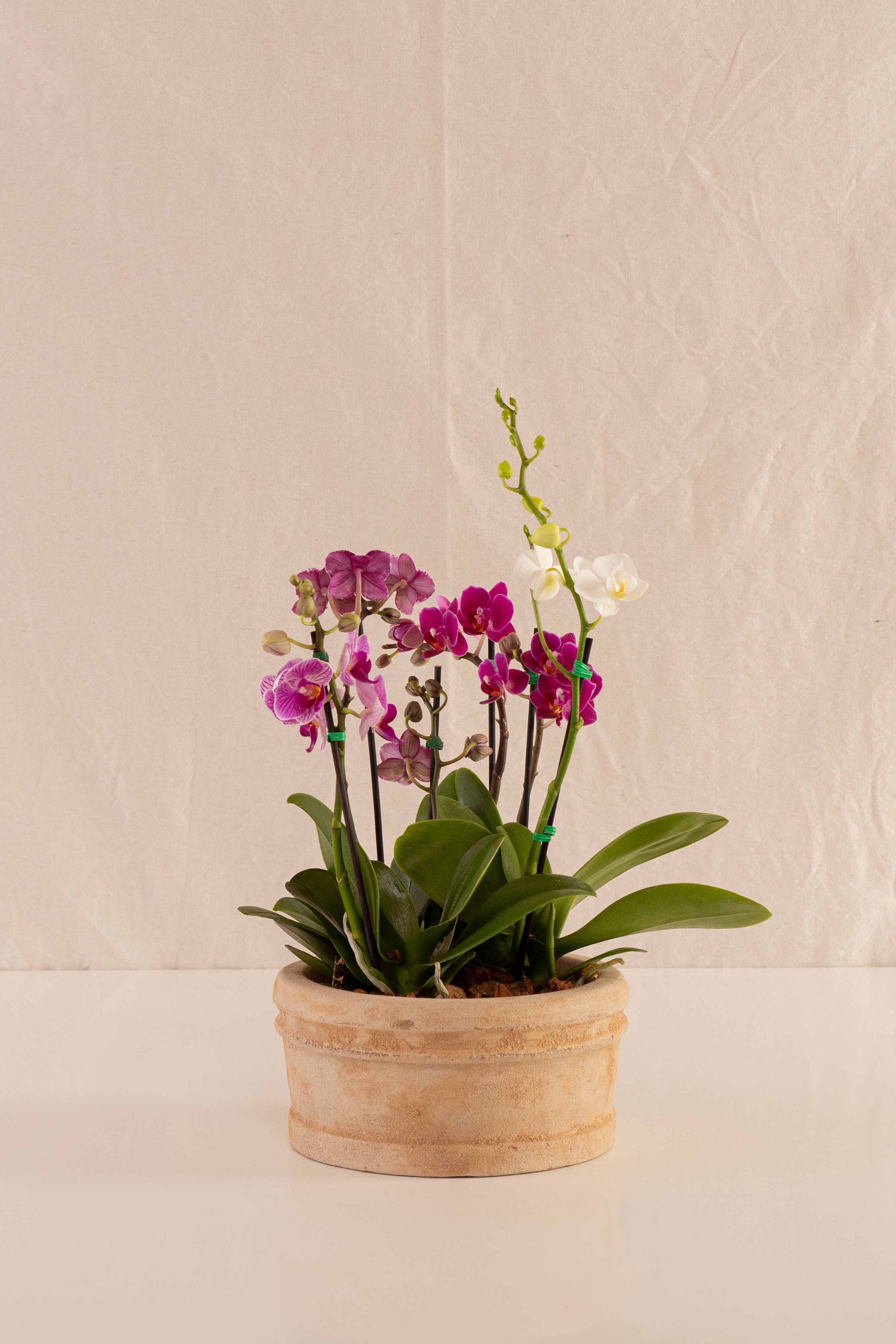 Combo 4 Mini Phalaenopsis + Vasija Pequeña de Concreto con Acabado de Barro