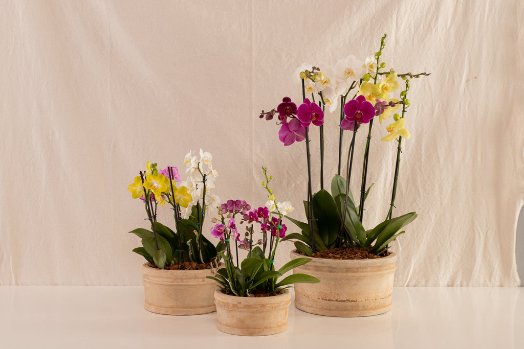 Combo 3 Phalaenopsis Medianas Multiflora + Vasija Mediana de Concreto con Acabado de Barro