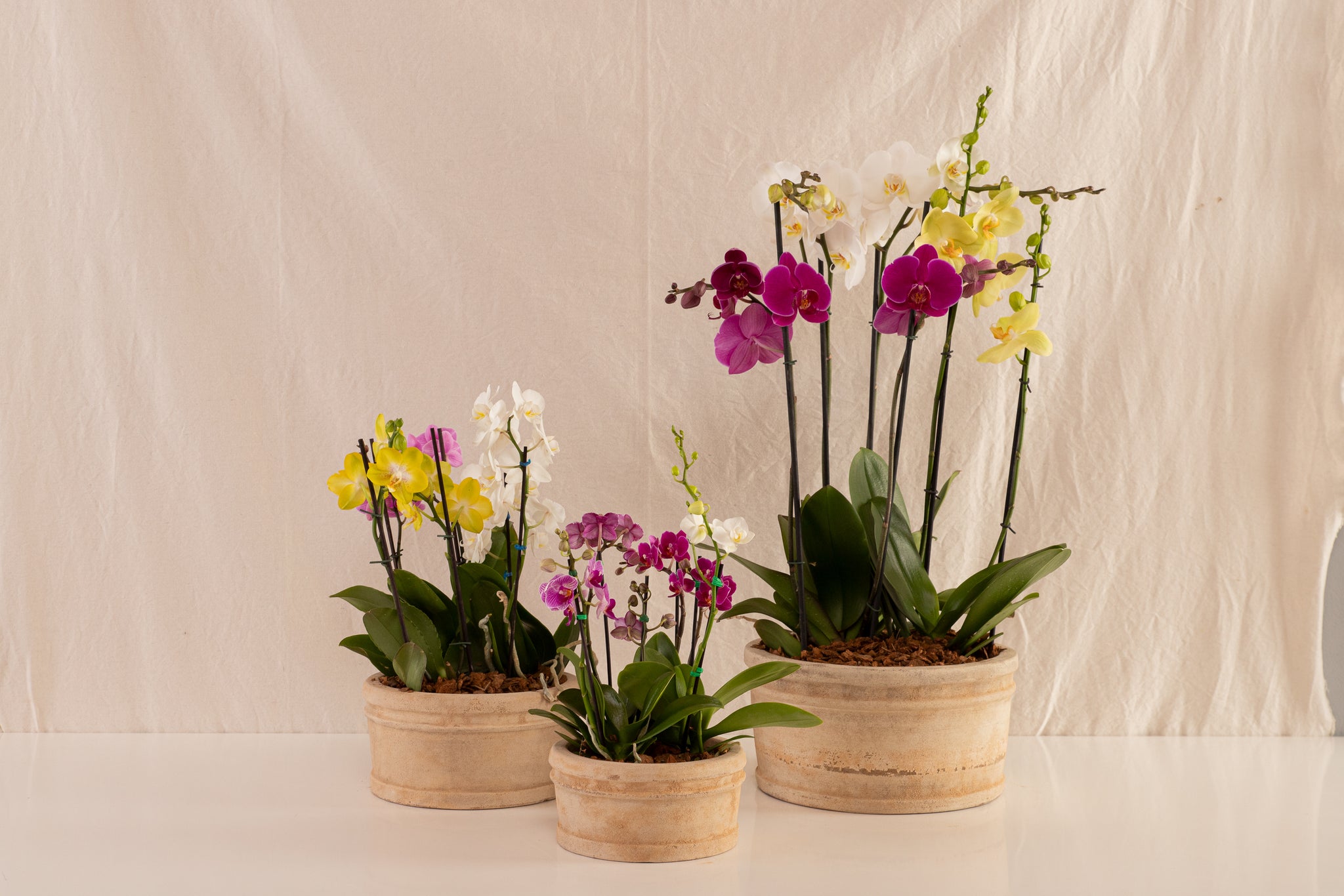Combo 3 Phalaenopsis Medianas Multiflora + Matero Redondo de Concreto con Acabado de Barro