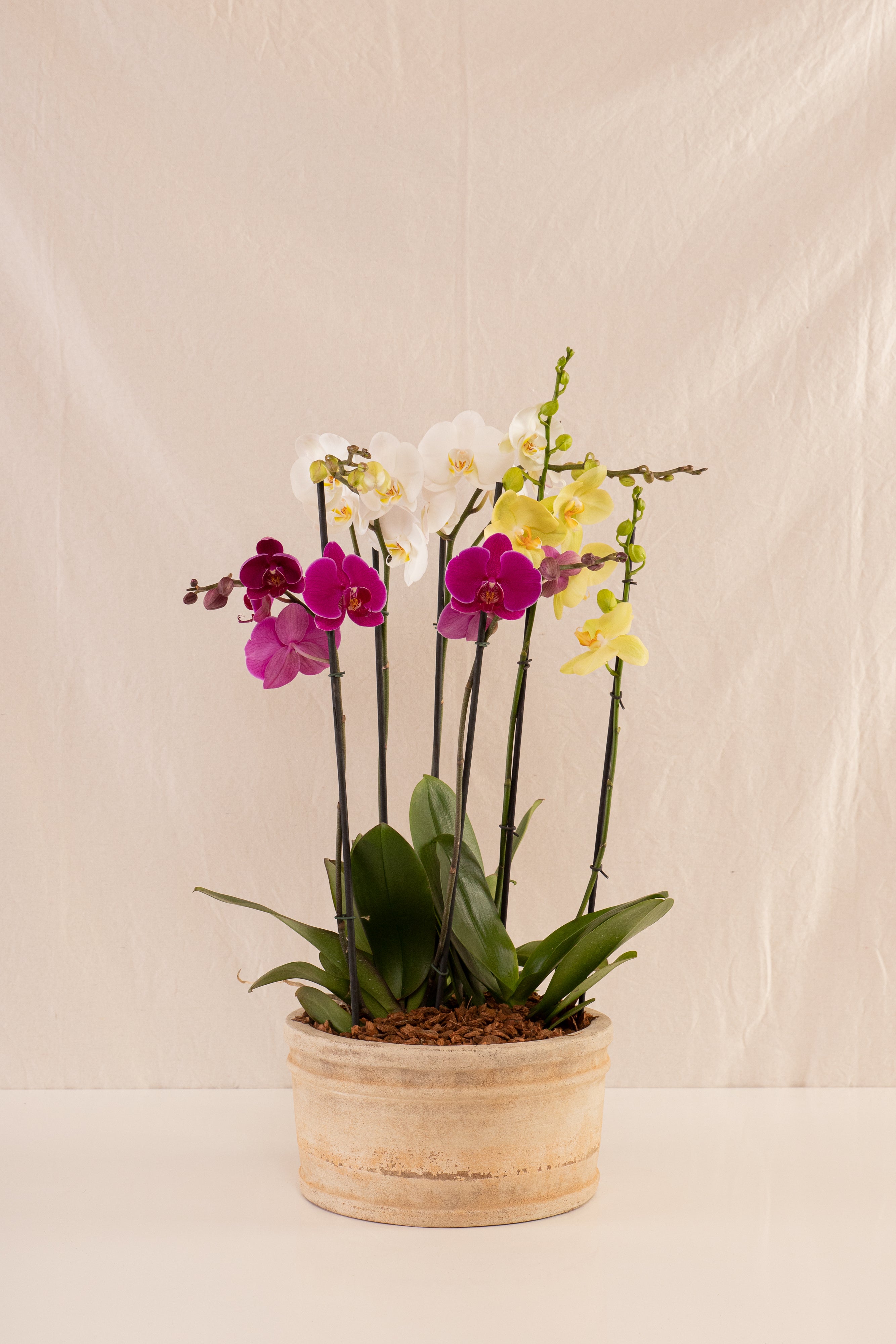 Combo 3 Phalaenopsis Grandes de 2 Tallos + Vasija Grande de Concreto con Acabado de Barro