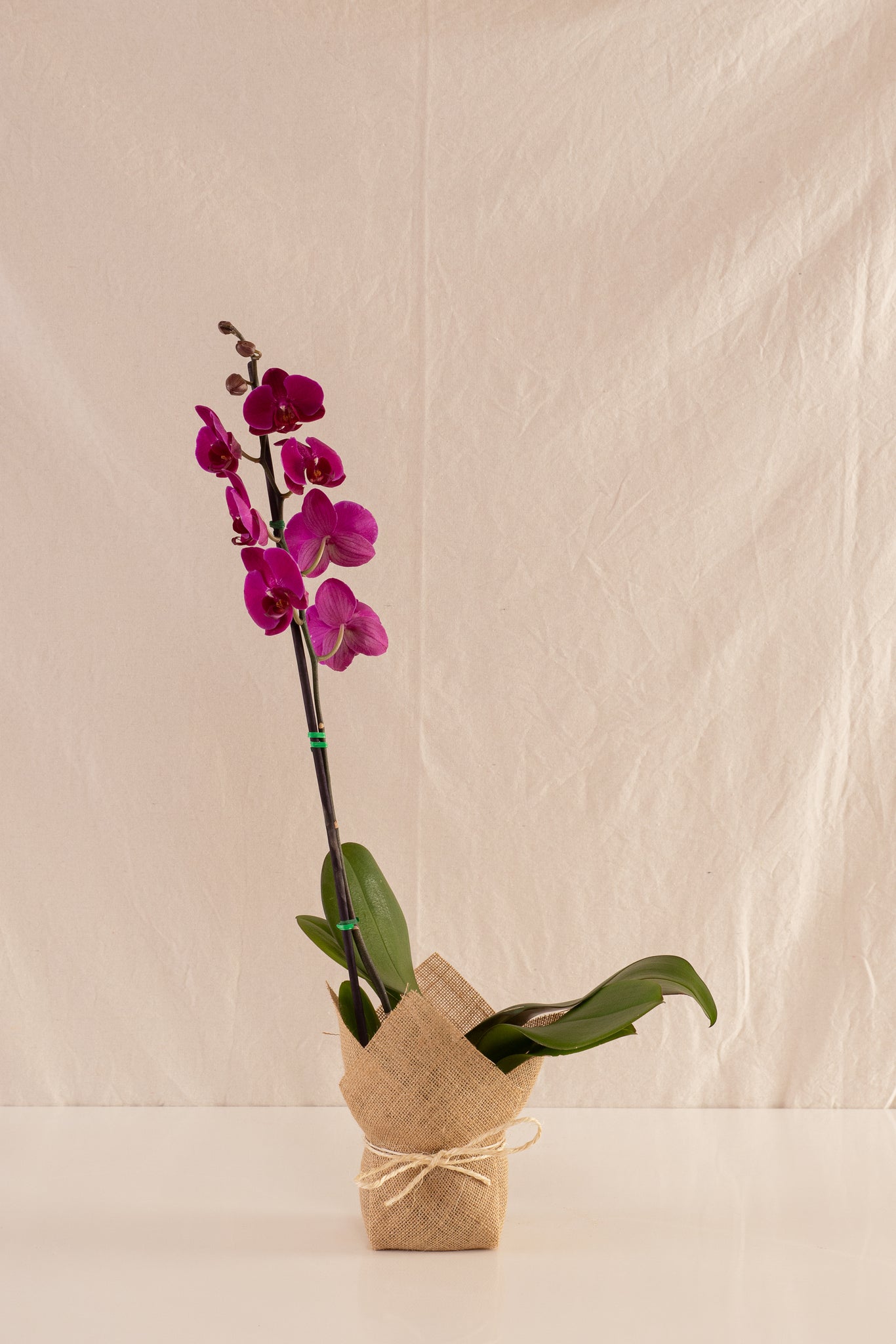 Orquídea Phalaenopsis de 1 Tallo Fucsia