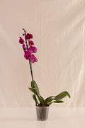 Orquídea Phalaenopsis de 1 Tallo Fucsia