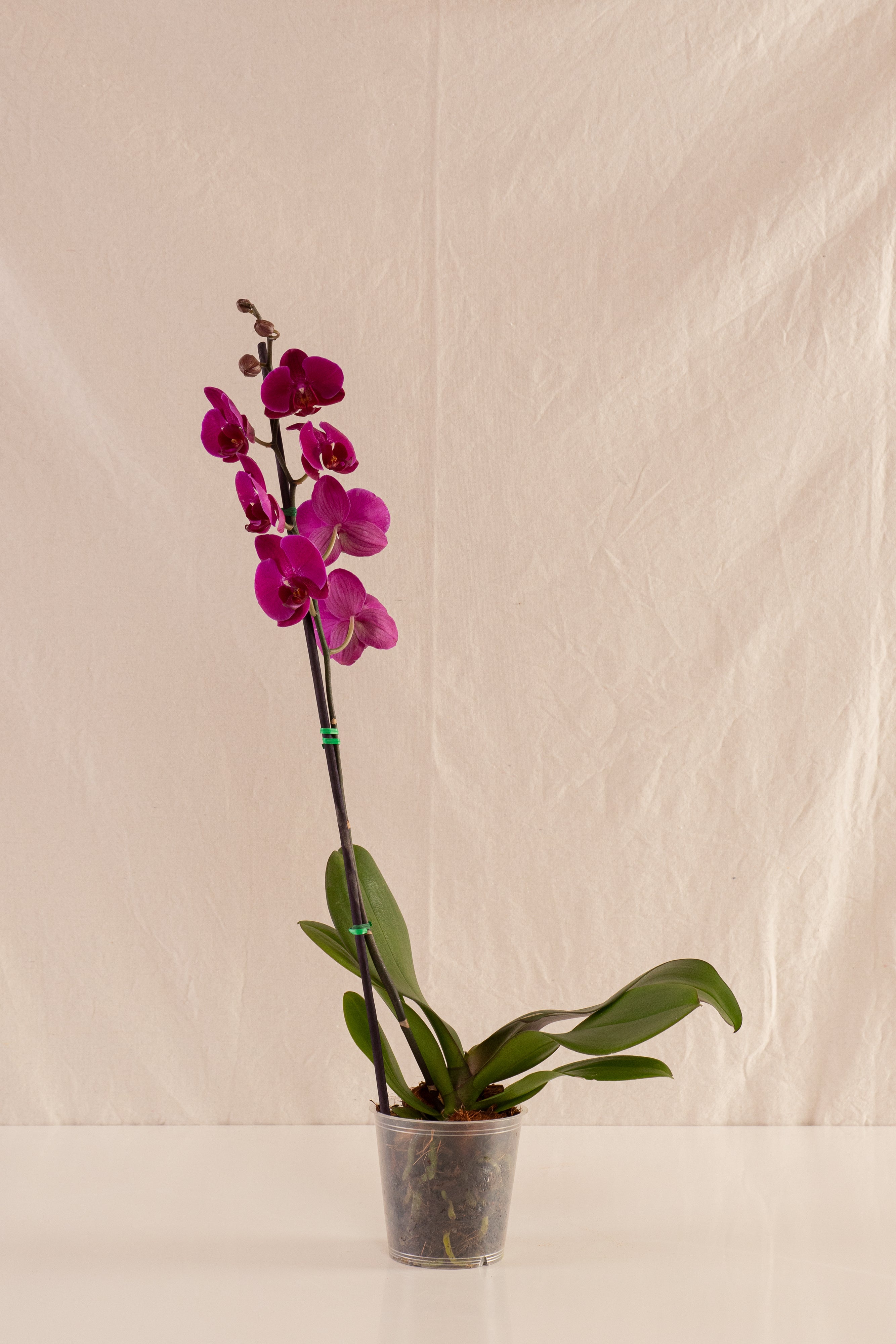 Orquídea Phalaenopsis de 1 Tallo Fucsia