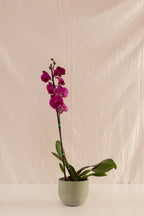 Orquídea Phalaenopsis de 1 Tallo Fucsia