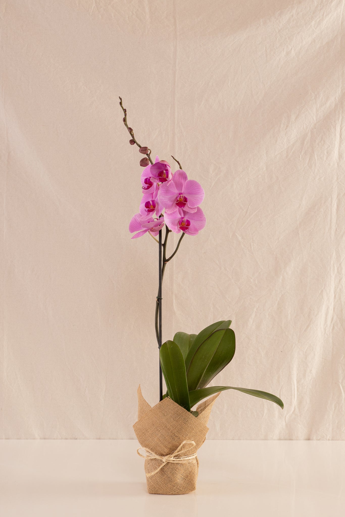 Orquídea Phalaenopsis de 1 Tallo Morada