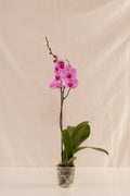Orquídea Phalaenopsis de 1 Tallo Morada