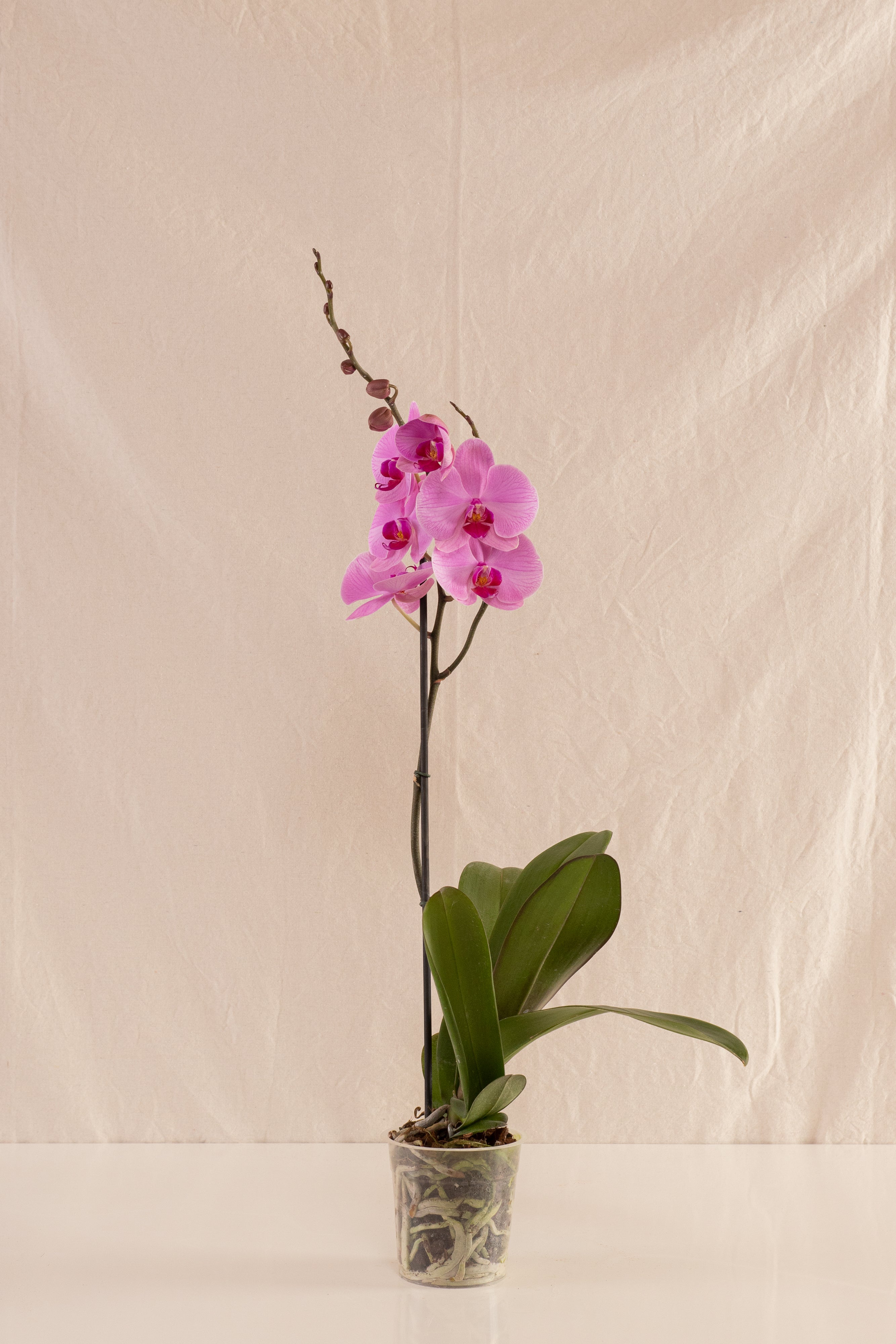 Orquídea Phalaenopsis de 1 Tallo Morada