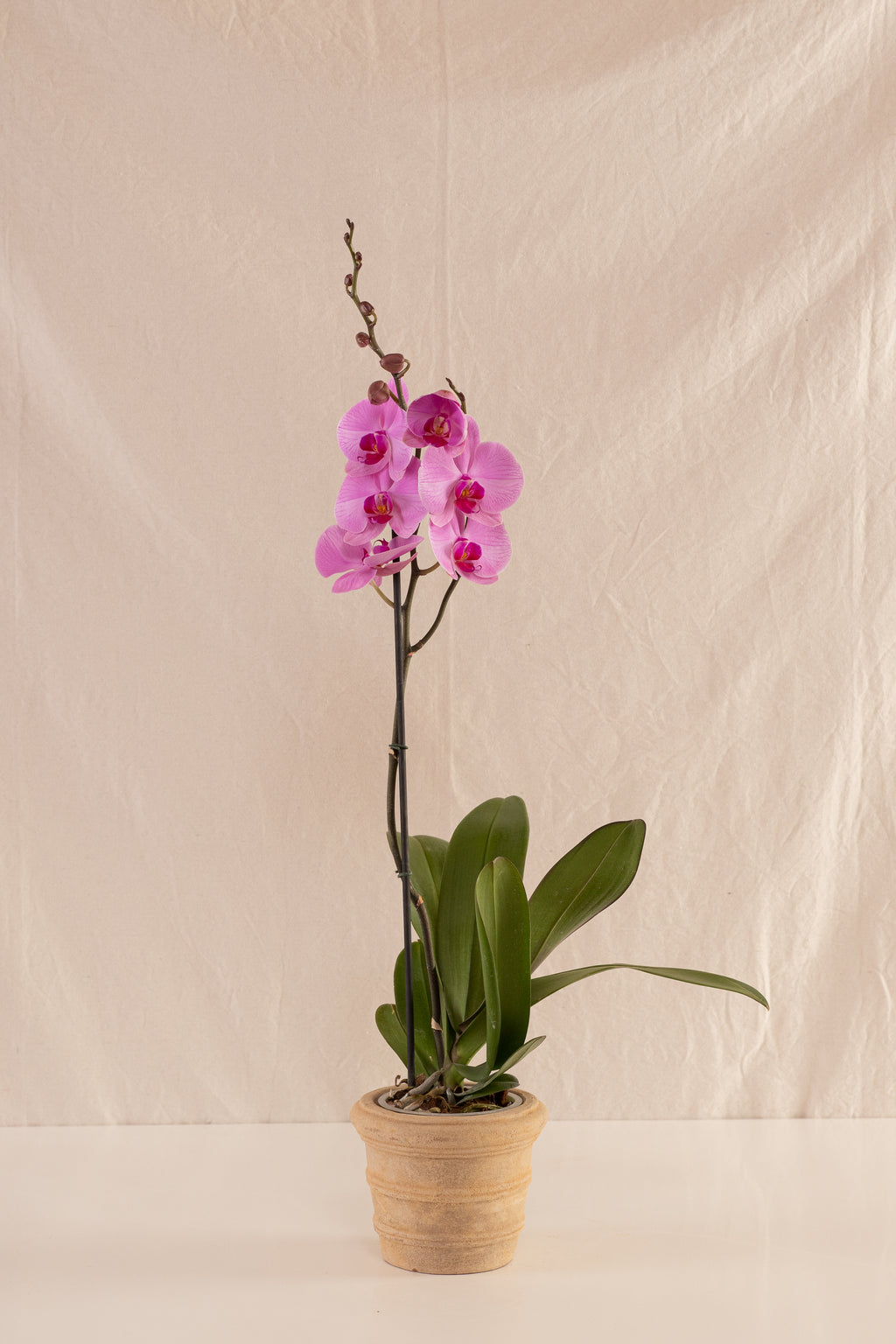 Orquídea Phalaenopsis de 1 Tallo Morada
