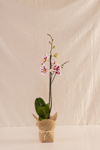 Orquídea Phalaenopsis de 1 Tallo Bicolor Blanca con Puntos Fucsia