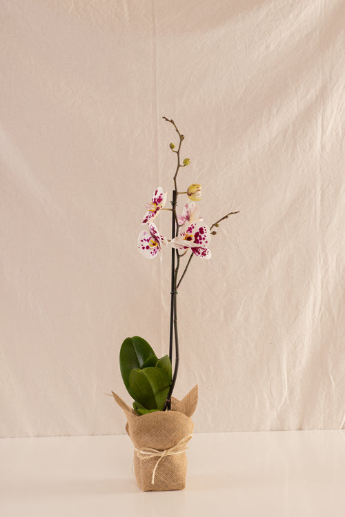 Orquídea Phalaenopsis de 1 Tallo Bicolor Blanca con Puntos Fucsia