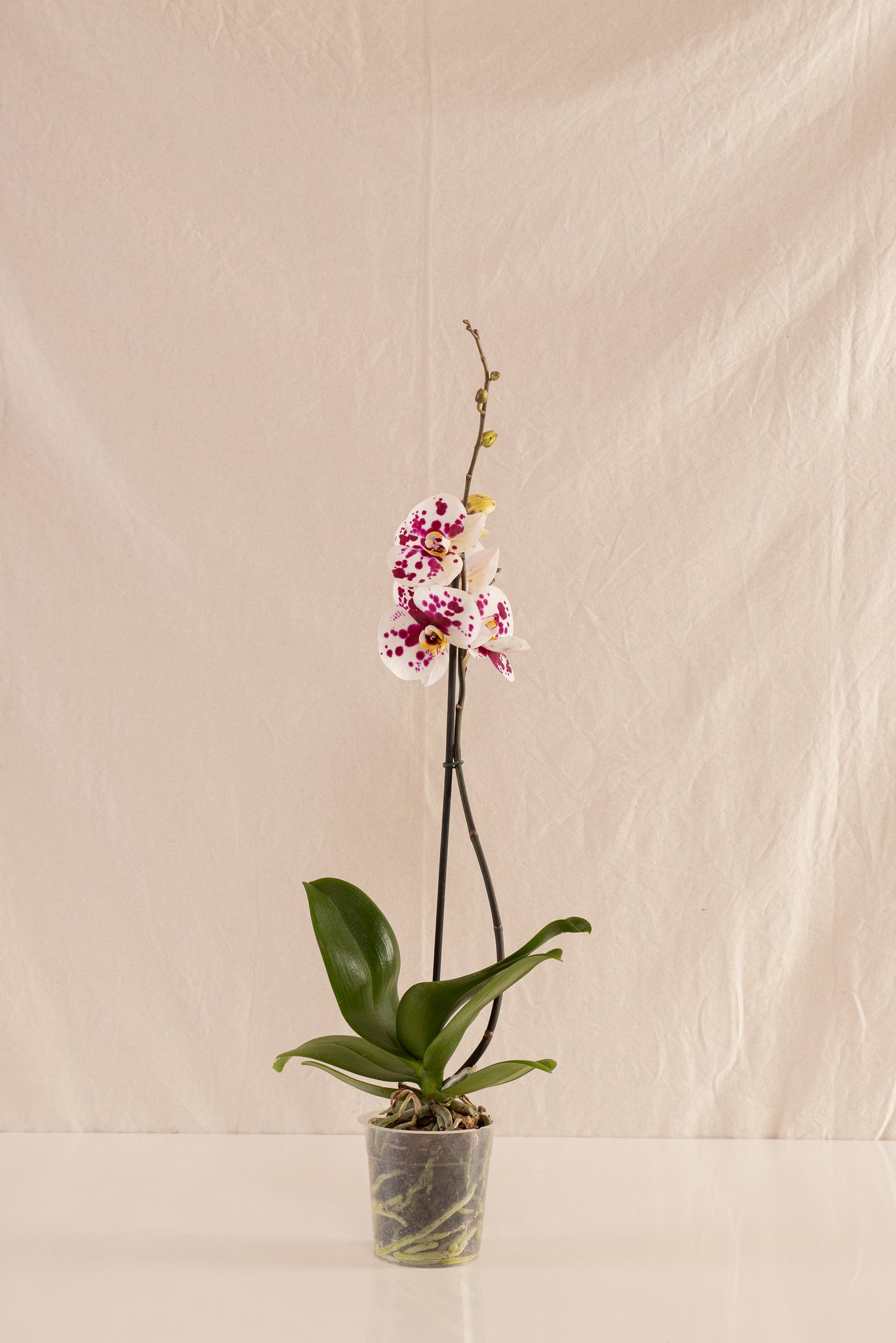 Orquídea Phalaenopsis de 1 Tallo Bicolor Blanca con Puntos Fucsia